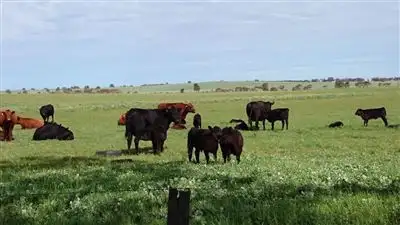 Seventh view of Homely rural property listing, 898 Agaton Road, Dandaragan WA 6507