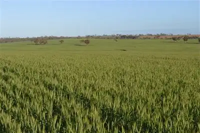 Fifth view of Homely rural property listing, . Greylands, Kellerberrin WA 6410