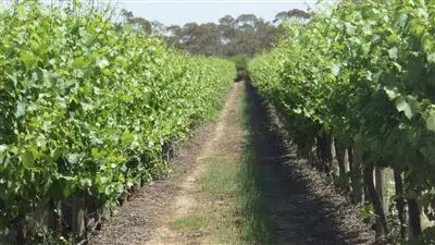 Main view of Homely rural property listing, 326 Hardwick Road, Glossop SA 5344