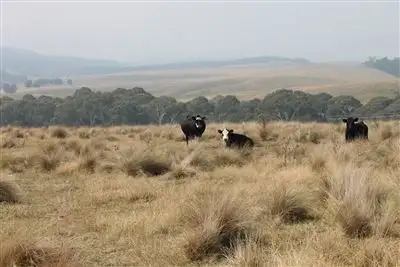 Third view of Homely rural property listing, Lot 74 Captains Flat Road, Braidwood NSW 2622