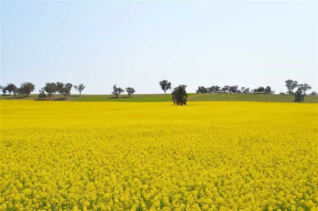 Main view of Homely rural property listing, Clearview Tooyal School Road, Wagga Wagga NSW 2650