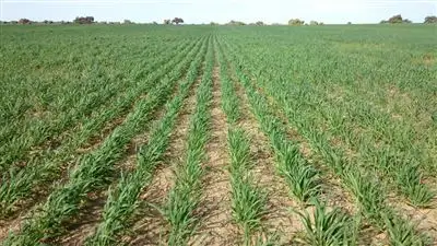 Second view of Homely rural property listing, 898 Agaton Road, Dandaragan WA 6507