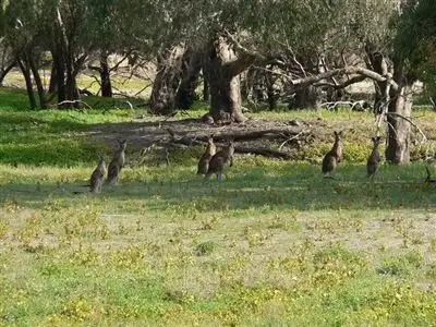 Second view of Homely rural property listing, . Rivergum Farm, Bourke NSW 2840