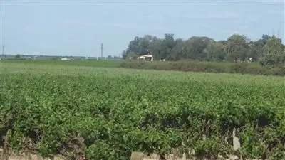 Seventh view of Homely rural property listing, 233 Wachtel Road, Moorook SA 5332