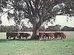 Fourth view of Homely rural property listing, 1280 prairie road, Lockington VIC 3563