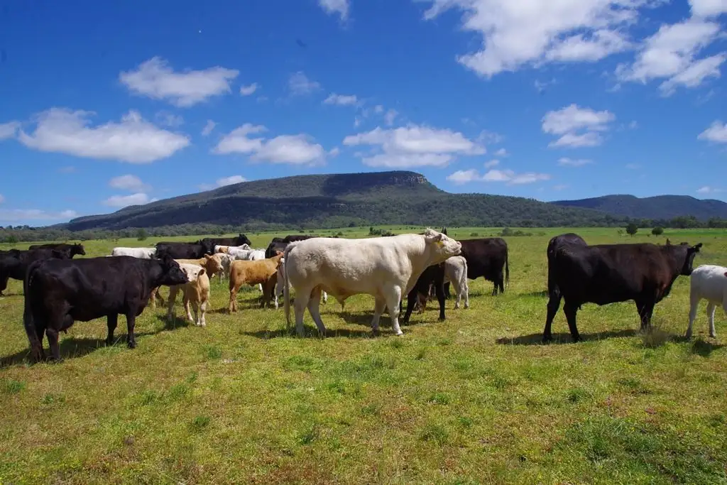 Main view of Homely rural property listing, 1131 Timor Mountain Road, Narrabri NSW 2390