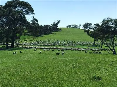 Main view of Homely rural property listing, 4855 Riddoch Highway, Padthaway SA 5271