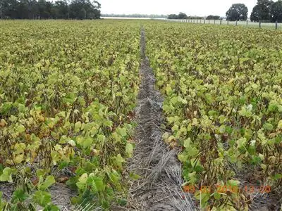 Fifth view of Homely rural property listing, 1312 McLeods Rd, Tara QLD 4421