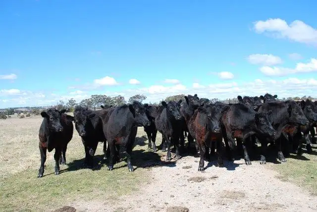 Fourth view of Homely rural property listing, 92 Anderson Road, Spring Hill NSW 2800
