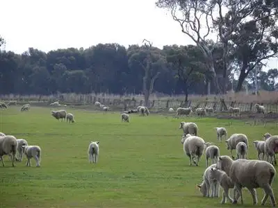 Seventh view of Homely rural property listing, 229 Bora Swamp Road, Boort VIC 3537