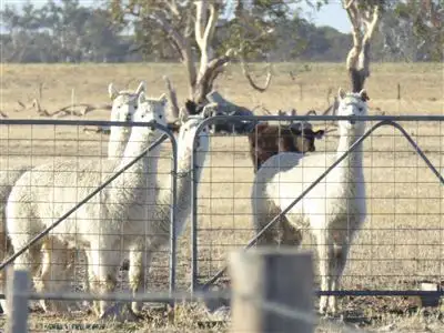 Seventh view of Homely rural property listing, . Martins Camp Road, Keith SA 5267
