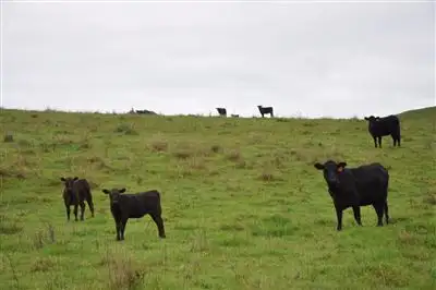 Sixth view of Homely rural property listing, 1662 Sandy Creek Rd, "Quince Tree", McCullys Gap via, Aberdeen NSW 2336