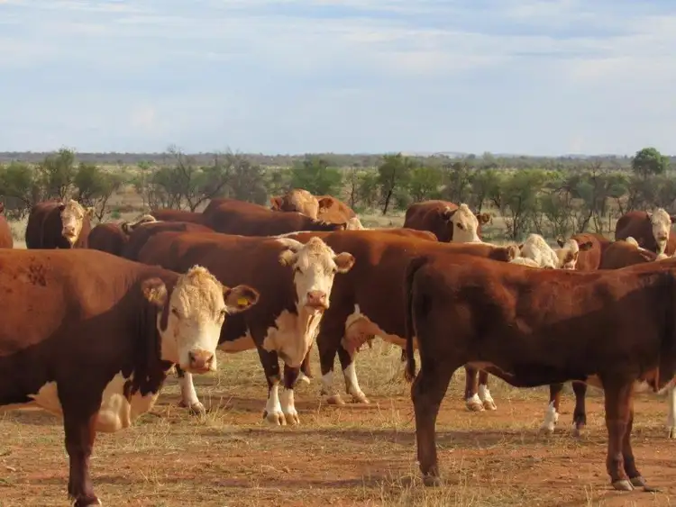 Fourth view of Homely rural property listing, 2871 Minburra Road, Orroroo SA 5431