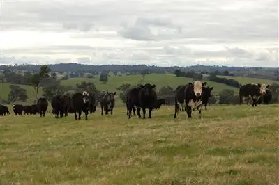 Keajura Grove, Murray's Lane, Tarcutta NSW 2652