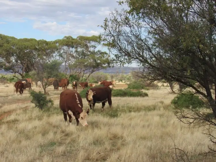 Main view of Homely rural property listing, 2871 Minburra Road, Orroroo SA 5431
