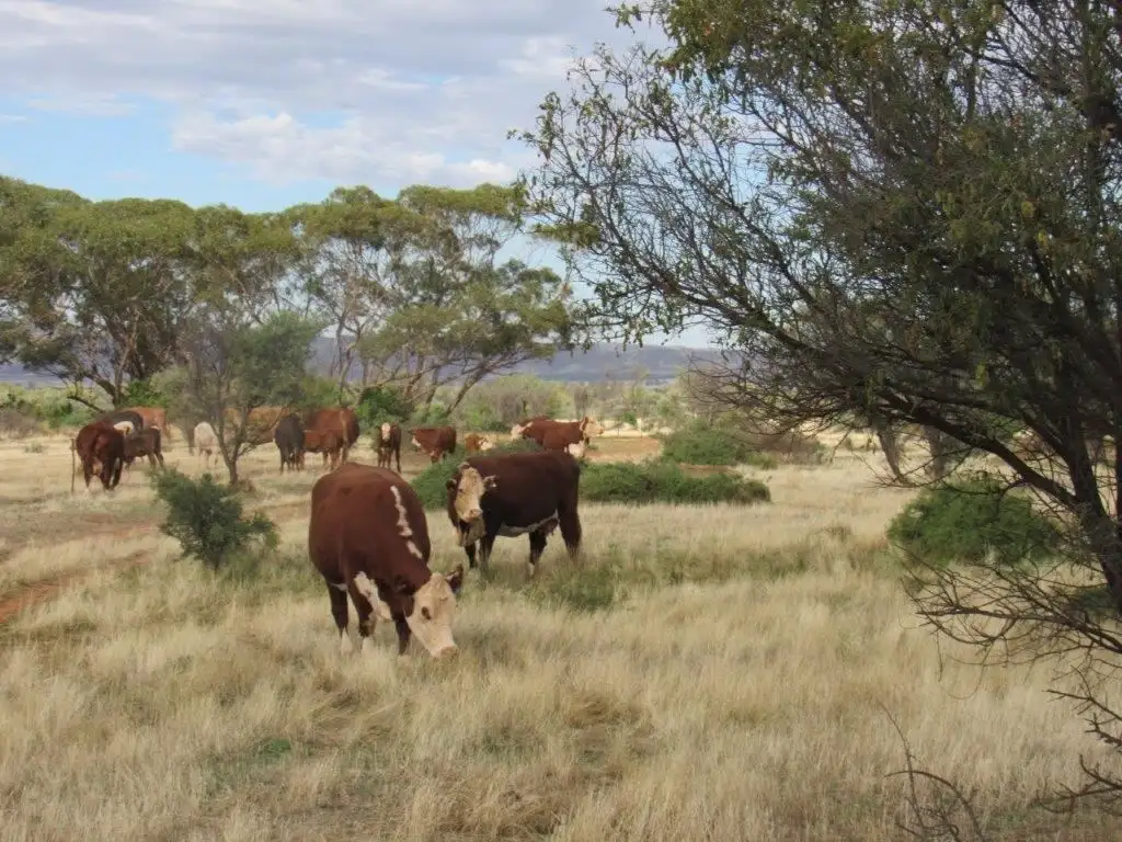 Main view of Homely rural property listing, 2871 Minburra Road, Orroroo SA 5431