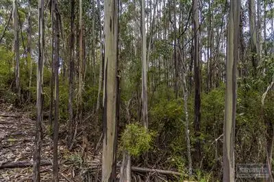 Fourth view of Homely land listing, RA Morrisons Road, Huonville TAS 7109