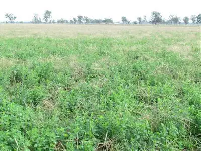 Fifth view of Homely rural property listing, 42 Wythes Lane, Forbes NSW 2871