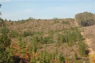 Third view of Homely rural property listing, Somerset Pines, Bobs Creek Rd, Carabost, Wagga Wagga NSW 2650