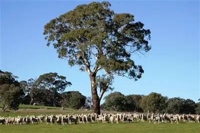 . Grabben Gullen Road, Gunning NSW 2581