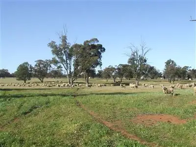 Fifth view of Homely rural property listing, "AFTON" 323 Donaldson's Road, Narrandera NSW 2700