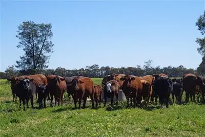556 Glenwood Lane, Narrabri NSW 2390