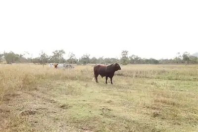 Sixth view of Homely rural property listing, Lot 1 Ryans Road, Calcium, Woodstock QLD 4816
