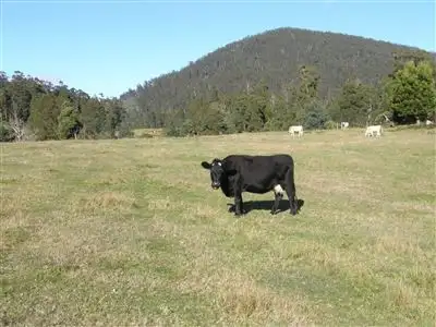 Fifth view of Homely rural property listing, - Peddles Road, Legerwood TAS 7263