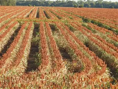 Main view of Homely rural property listing, Address available on request