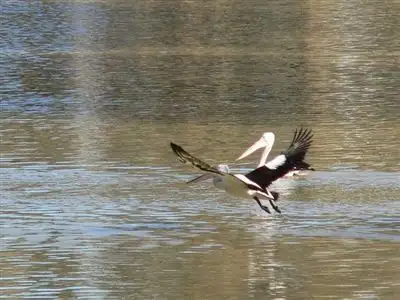 Fourth view of Homely rural property listing, . Rivergum Farm, Bourke NSW 2840