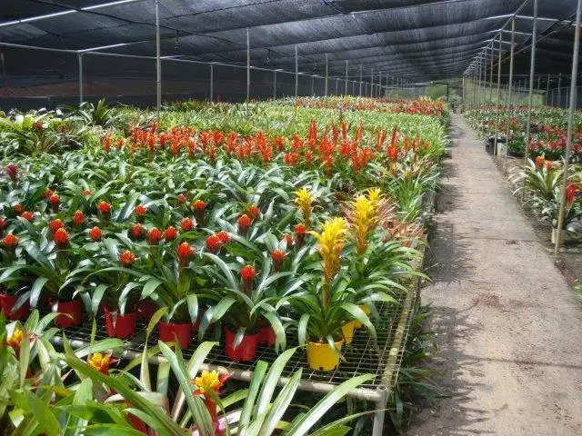 Second view of Homely rural property listing, 38 Dandaloo Drive, Cootharaba QLD 4565