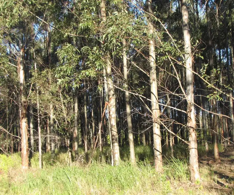 Second view of Homely rural property listing, - Harlow, Hogarth Range NSW 2469