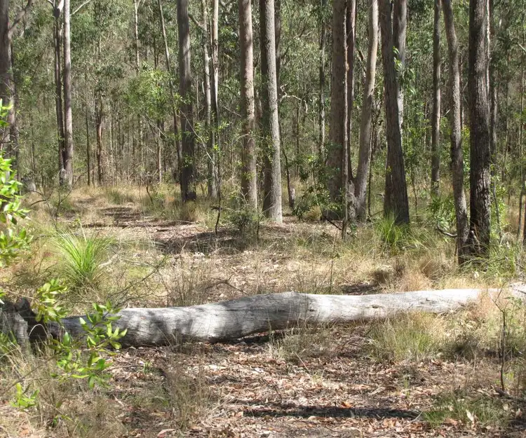 Sixth view of Homely land listing, Lot 12 Paddy's Flat Road, Tabulam NSW 2469