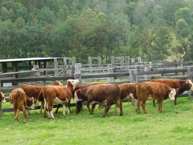 Third view of Homely rural property listing, Lot 100 10570 Mt Lindesay Road, Killarney QLD 4373