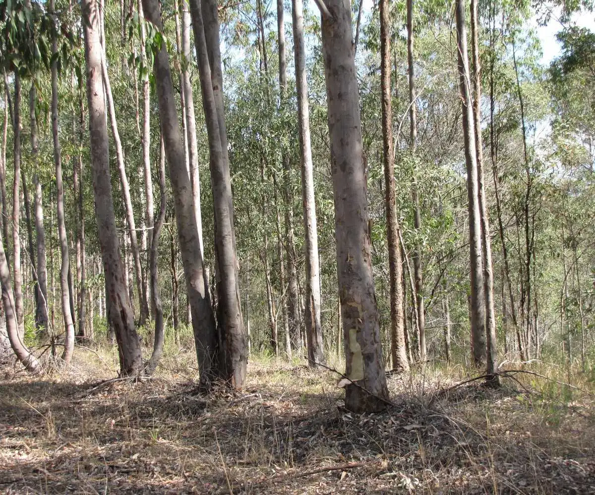 Main view of Homely rural property listing, - Mazzer Hootens Road Lower Duck Creek Via, Bonalbo NSW 2469
