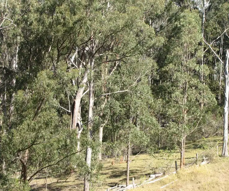 Second view of Homely rural property listing, - Iles, Dyraaba NSW 2470