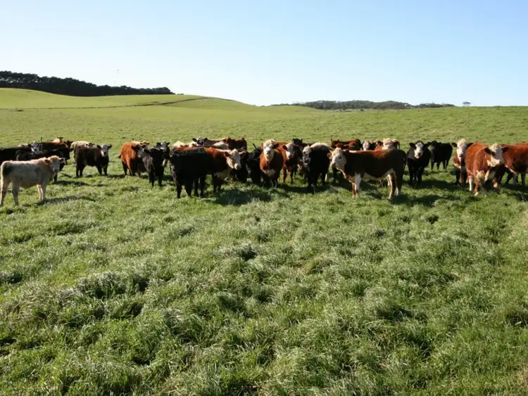 Fourth view of Homely rural property listing, 849 Comeback Road, Marrawah TAS 7330