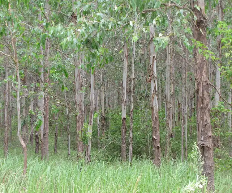 Main view of Homely rural property listing, - Sweeneys 534 Phillips Swamp Road, Busbys Flat NSW 2469