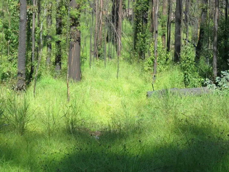 Fifth view of Homely land listing, 3219 Old Tenterfield Road, Busbys Flat NSW 2469