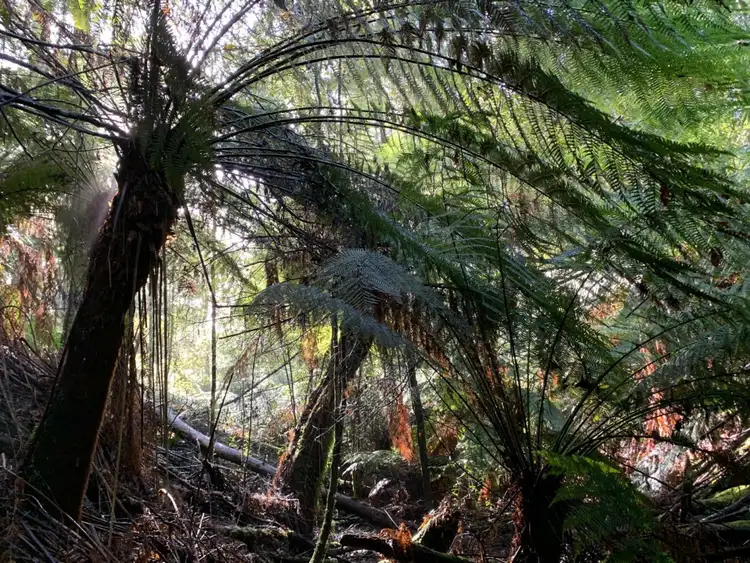Seventh view of Homely rural property listing, Lot 4 Hilders Road, Irishtown TAS 7330