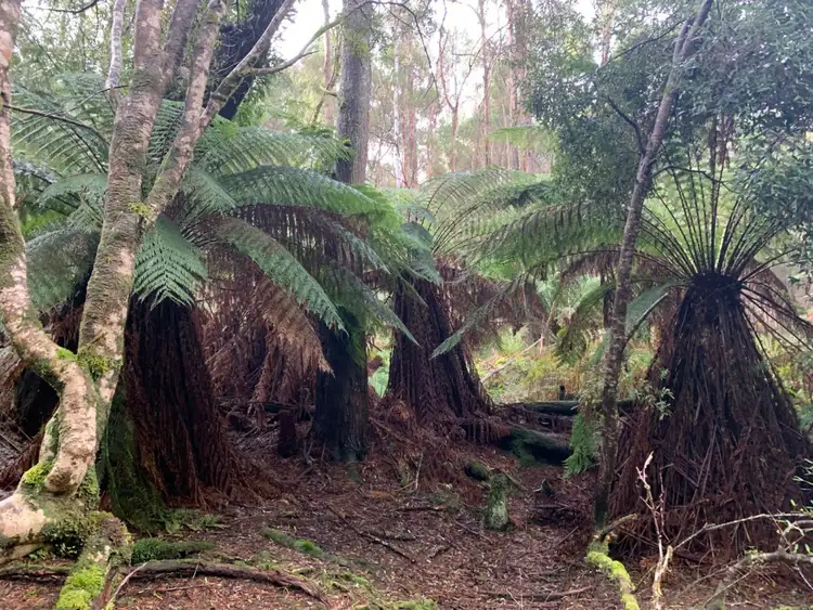 Sixth view of Homely rural property listing, 405 Maguires Road, Nabageena TAS 7330