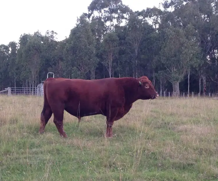 Fourth view of Homely rural property listing, Myrtle Creek Rd, Myrtle Creek NSW 2469