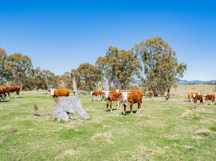 Second view of Homely rural property listing, 'Glendon' Bryans Gap Road, Tenterfield NSW 2372