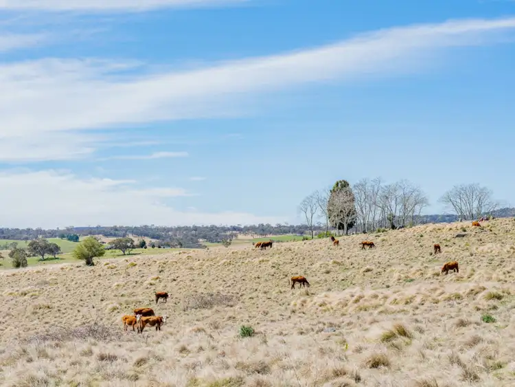 Sixth view of Homely rural property listing, 'Glendon' Bryans Gap Road, Tenterfield NSW 2372