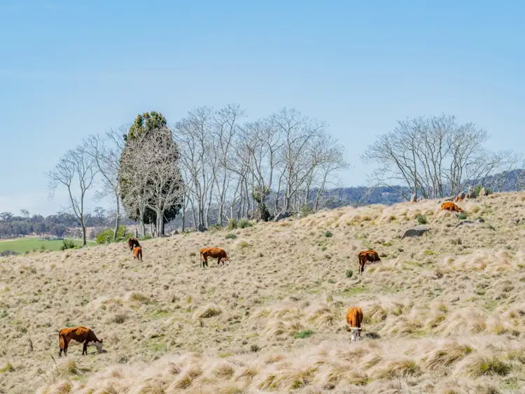 Seventh view of Homely rural property listing, 'Glendon' Bryans Gap Road, Tenterfield NSW 2372