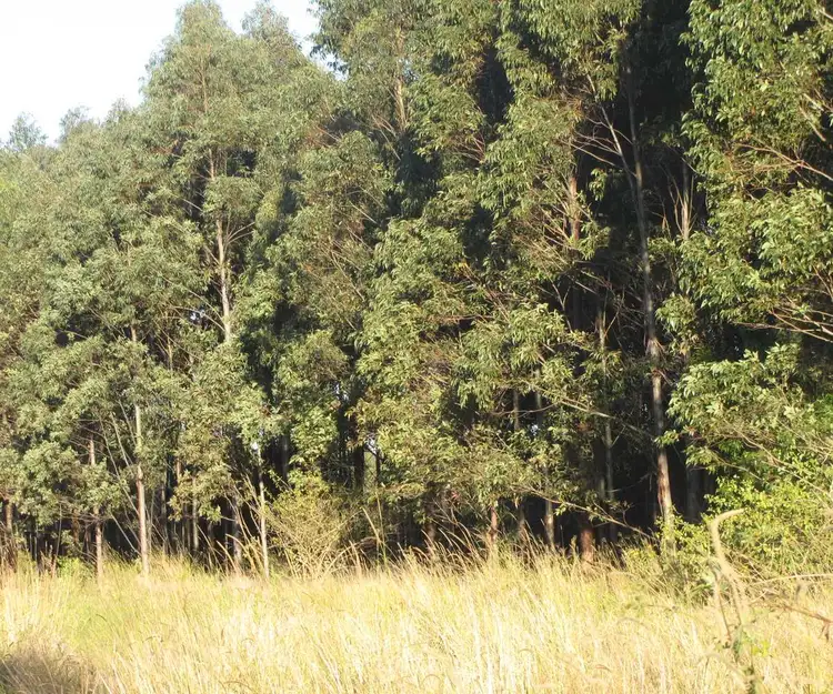 Third view of Homely rural property listing, - Harlow, Hogarth Range NSW 2469