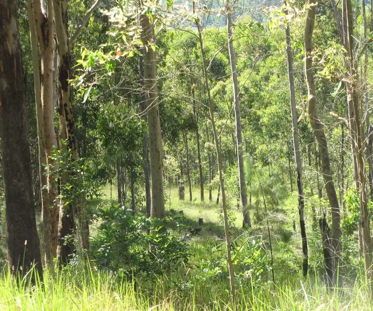 Second view of Homely rural property listing, - Amos 256 Haystack Road, Haystack NSW 2469