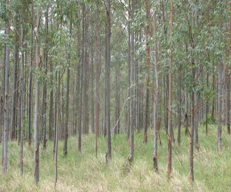 Second view of Homely rural property listing, - Hooten Via Paddys Flat Road, Tabulam NSW 2469