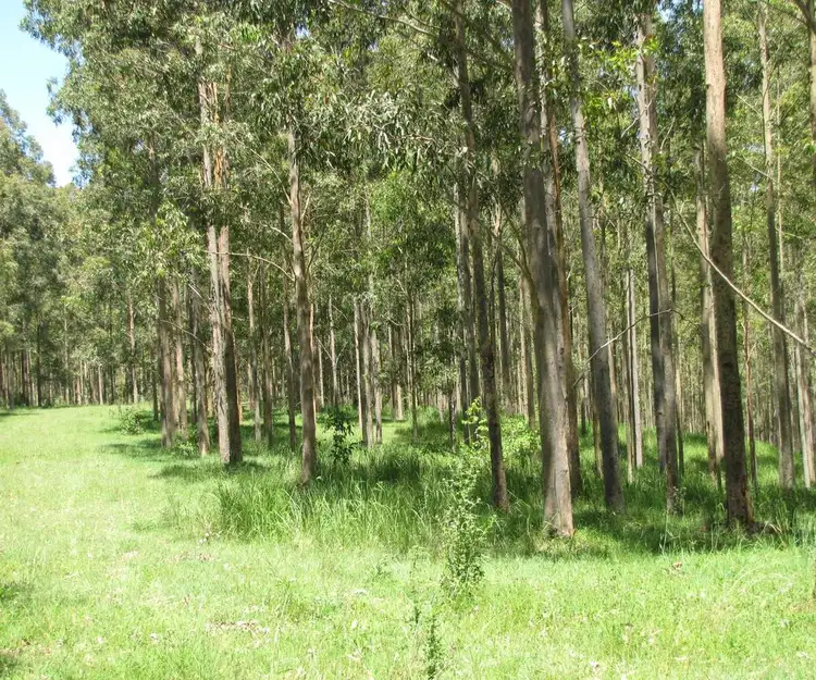 Main view of Homely rural property listing, - Ironbolt Carruthers Road, Doubtful Creek NSW 2470