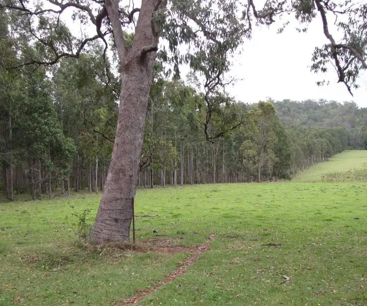 Main view of Homely rural property listing, - Pigman Road, Dyraaba NSW 2470